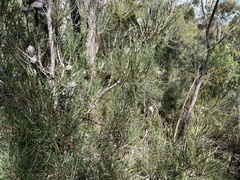 Hakea lissosperma
