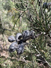 Hakea lissosperma