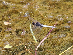 Crocothemis nigrifrons