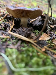Cortinarius subfoetidus
