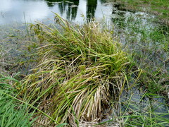 Carex fascicularis