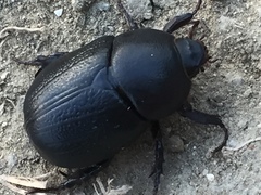 Pentodon bidens punctatus