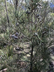 Hakea lissosperma