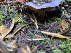 Cortinarius subfoetidus