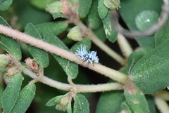 Cryptolaemus
