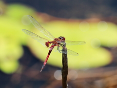 Tramea loewii