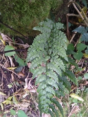 Asplenium gracillimum