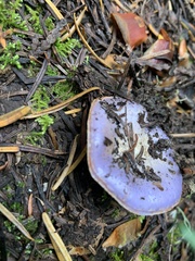 Cortinarius subfoetidus