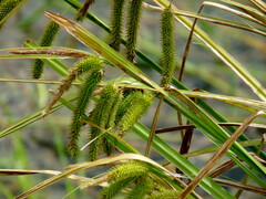 Carex fascicularis