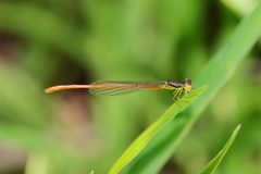 Argiocnemis rubescens