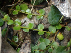 Gonocarpus micranthus