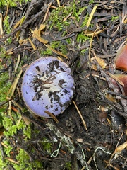Cortinarius subfoetidus
