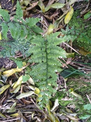 Asplenium gracillimum
