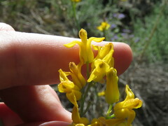 Ehrendorferia chrysantha