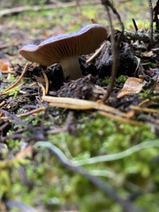 Cortinarius subfoetidus