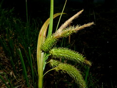 Carex fascicularis