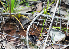 Paratisiphone lyrnessa