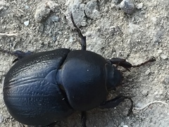 Pentodon bidens punctatus