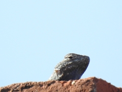 Sceloporus torquatus