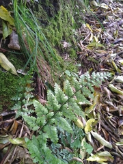 Asplenium gracillimum