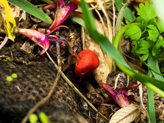 Leratiomyces erythrocephalus
