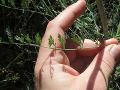 Ehrendorferia chrysantha