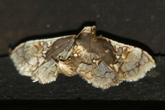 Omphisa anastomosalis