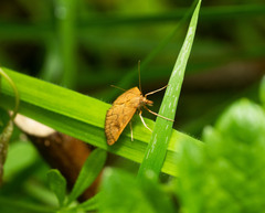 Mnesictena flavidalis