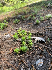 Sedum divergens