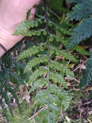 Asplenium gracillimum