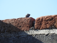 Sceloporus torquatus
