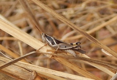 Phaeocatantops solitarius