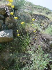 Ehrendorferia chrysantha