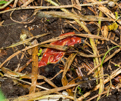 Arthurdendyus testaceus