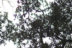 Ptiliogonys cinereus