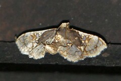 Omphisa anastomosalis