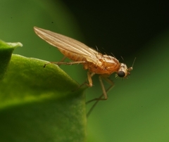 Lonchoptera bifurcata
