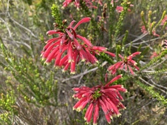 Erica densifolia