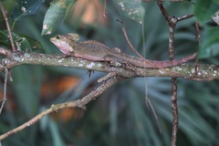 Basiliscus