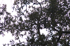 Ptiliogonys cinereus