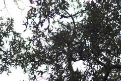 Ptiliogonys cinereus