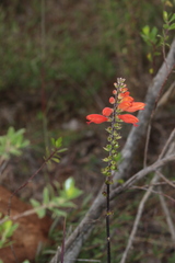 Lamourouxia multifida