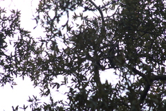 Ptiliogonys cinereus