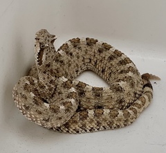 Crotalus cerastes