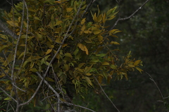 Phoradendron brachystachyum