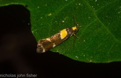 Epithymema helias