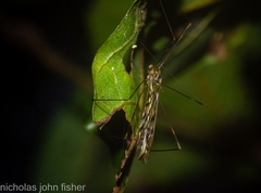 Libnotes terraereginae