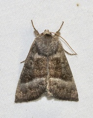 Papaipema eupatorii