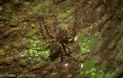 Queensland's Jackson Jumper (Jacksonoides queenslandicus) · iNaturalist