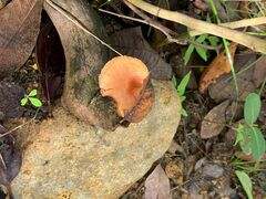 Lactifluus hygrophoroides